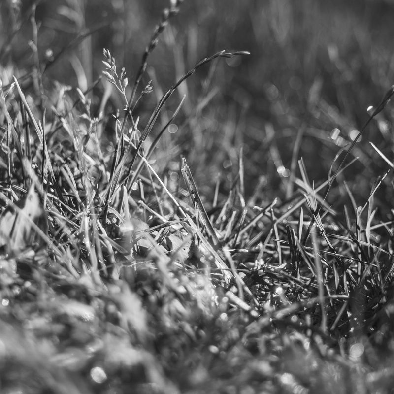 grass-bw.jpeg
